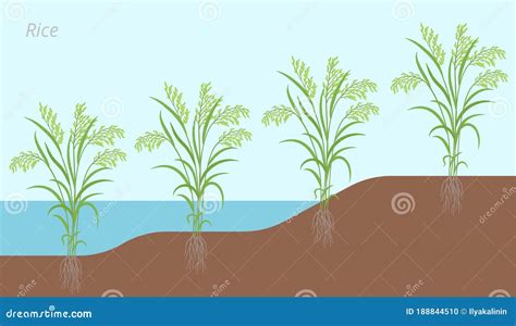 Rice Plant Development In Water And On Land. Oryza Glaberrima. Oryza ...