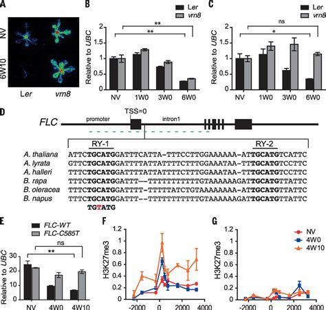 Arabidopsis Transcriptional Repressor Val Triggers Polycomb Silencing