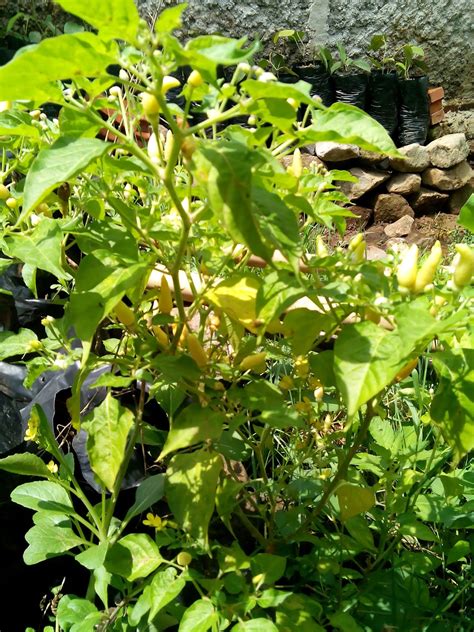 arti mimpi memetik cabe di pohon 4