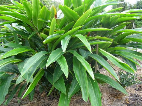 Alpinia Mutica Dwarf Cardamom Id 2675