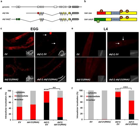 Daf Hsp Selectively Regulates Daf A Nuclear Translocation