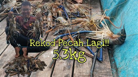 Udang Galah Jenggo 59 Giant River Prawn Sungai Suai YouTube