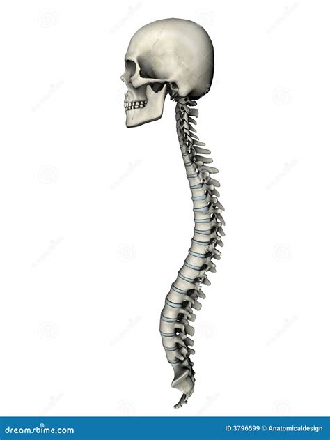 Skull And Spine Profile