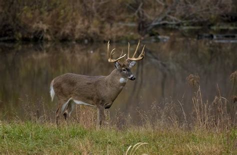 Whitetail Buck During Rut Whitetail Bucks Buck White Tail