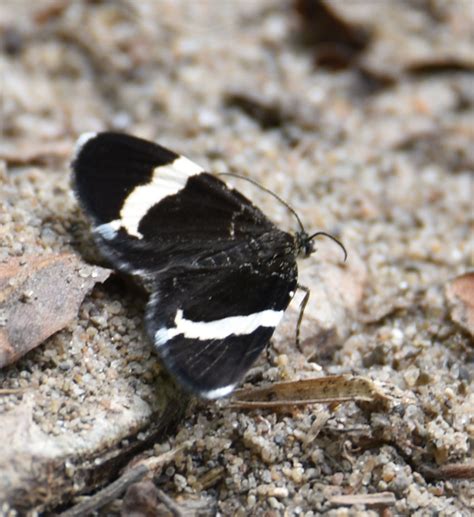 Black And White Moth Identification