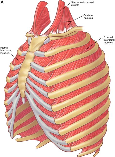 The Anatomy Of The Ribs And The Sternum And Their Relationship To Chest