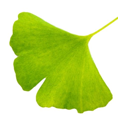 Premium Photo Ginkgo Biloba Leaf Isolated On White