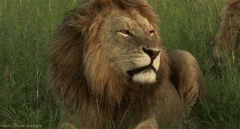 lion roar gif | Tumblr