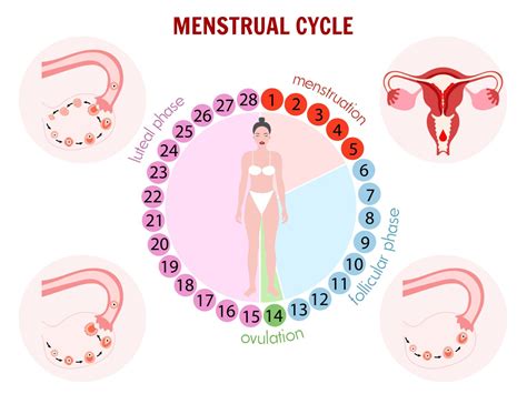 Decoding Discharge Understanding Cervical Mucus And Fertility Mindandmom