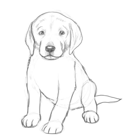 23+ Realistic Cute Puppies Drawings - l2sanpiero