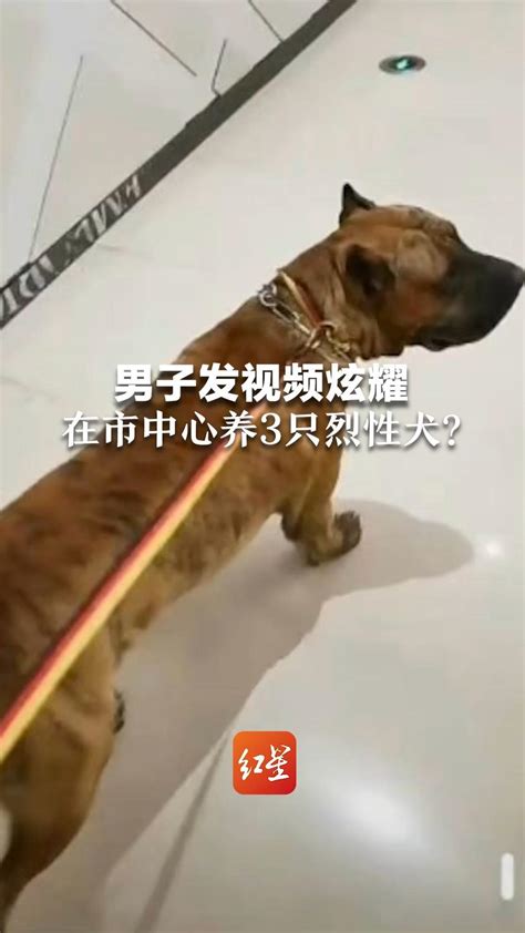 男子发视频炫耀 在市中心养3只烈性犬？物业称狗已被带走，警方介入处理中凤凰网视频凤凰网