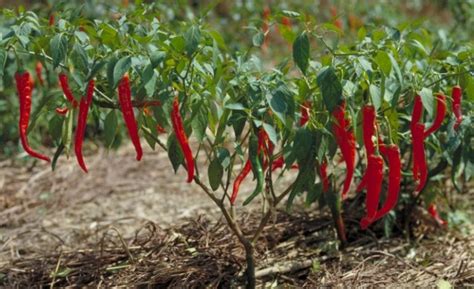 Varietas Tanaman Cabai Merah - misterdudu.com