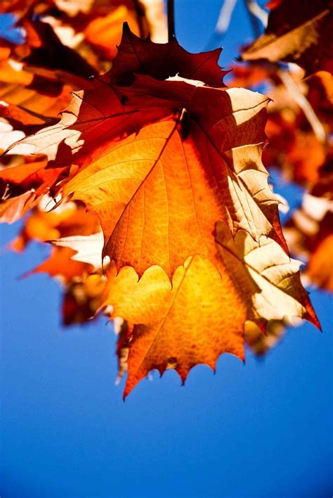 100 Free Sycamore Leaves And Sycamore Images Pixabay