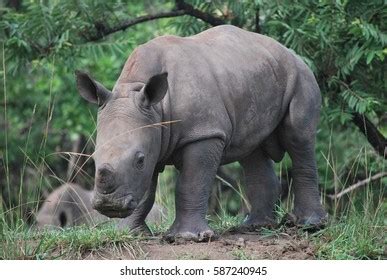 Baby Rhino Stock Photo 587240945 | Shutterstock