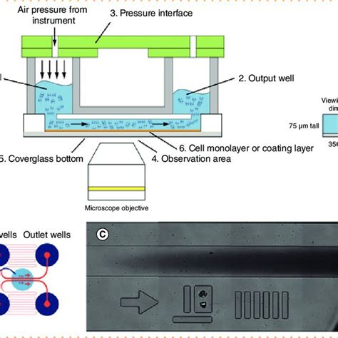 Schematic Diagram Of The Bioflux Microfluidic Flow System Channel And