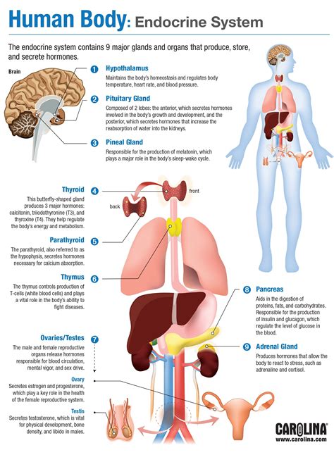 Diagram Of The Endocrine System And Their Functions Endocrin