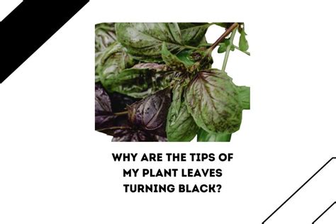 Why Are The Tips Of My Plant Leaves Turning Black 5 Reasons Easy