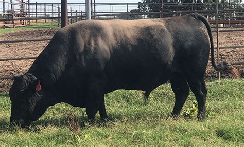 Semen Triangle B Ranch American Wagyu Cattle Oklahoma