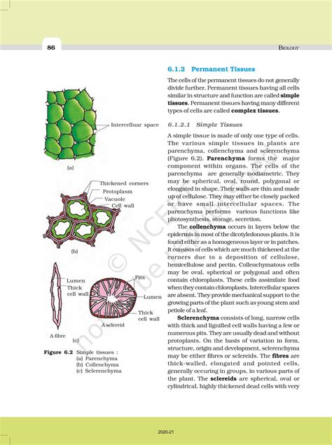 Anatomy Of Flowering Plants Ncert Book Of Class 11 Biology