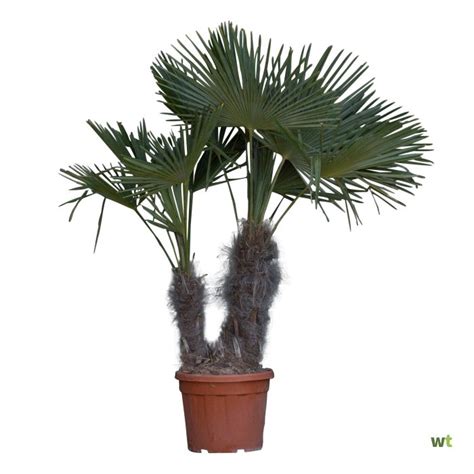 Chinese Waaierpalm Duostam Trachycarpus Fortunei Cm Warentuin