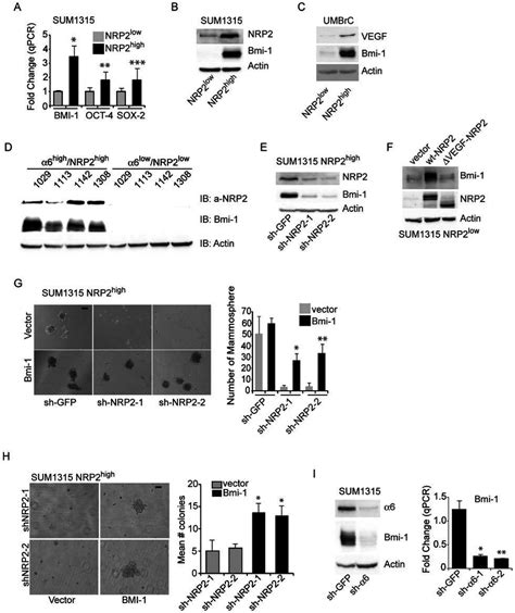 Vegfnrp2 Signalling Promotes Mammosphere Formation By Regulating