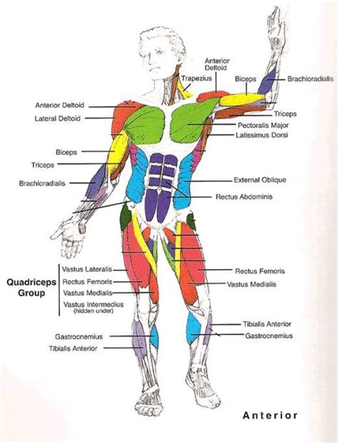 Anterior Muscles Of The Upper Body Labeled - Muscle Diagram Most ...