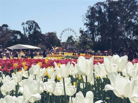 Floriade Flower Festival, Canberra – Rach's Rambles