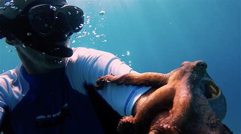 Pulpo Abraza A Un Buzo En Las Profundidades Del Mar Video