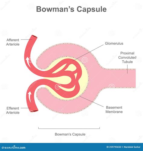 Bowman's Capsule Structure. Renal Corpuscle Filtering Blood From Vector