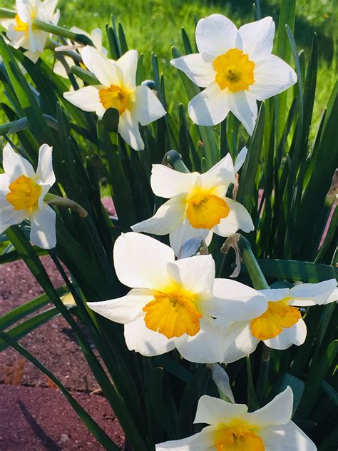 Daffodils in bloom Easter 2019! | Hobby farms, Daffodils, Bloom