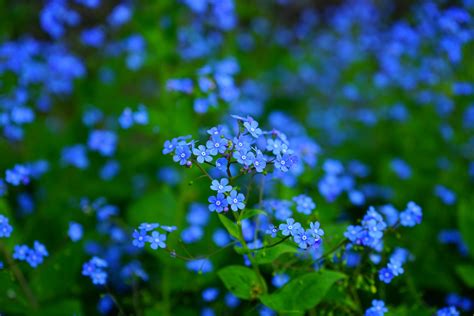 Blue Petal Flower Close Up Photography Hd Wallpaper Wallpaper Flare