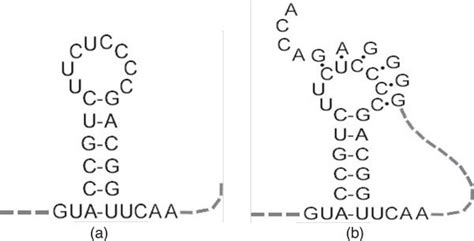 Basic Elements In Rna Secondary Structures The Stem Loop A And Download Scientific Diagram