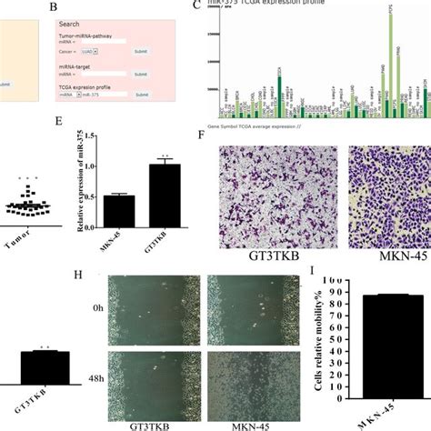 Mir 375 Inhibits Autophagy Through Akt Mammalian Target Of Rapamycin