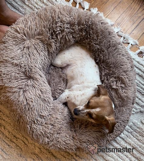 Top 7 Calming Dog Beds For Dogs With Anxiety Reviewed April 2022