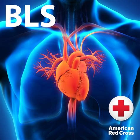 Basic Life Support Bls American Red Cross Same Day Certification