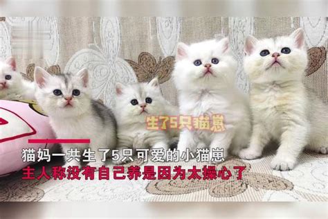 5只猫崽全被领走，猫妈不知情叼玩具到处找孩子，叫声让主人心酸猫妈玩具孩子