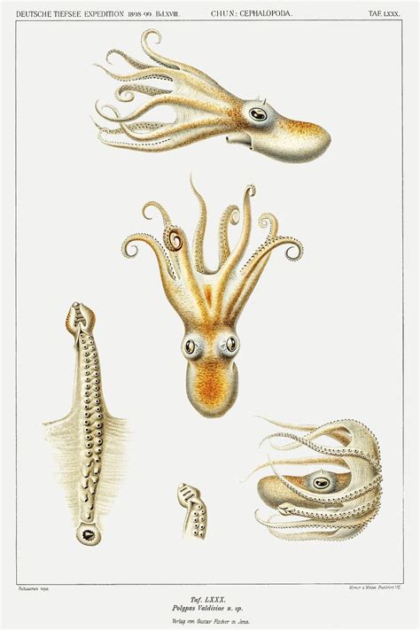 Marine life Bathypolypus octopus illustration | Free Photo Illustration - rawpixel