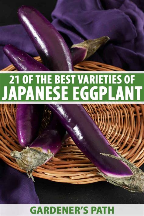 21 Of The Best Japanese Eggplant Varieties Gardener’s Path