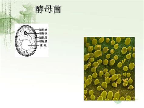 酵母菌结构示意图 千图网