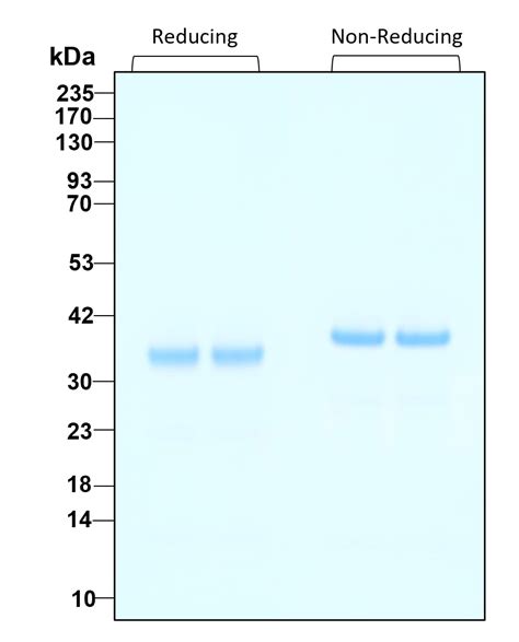 Humankine Recombinant Human Thrombin Coagulation Factor Ii Protein