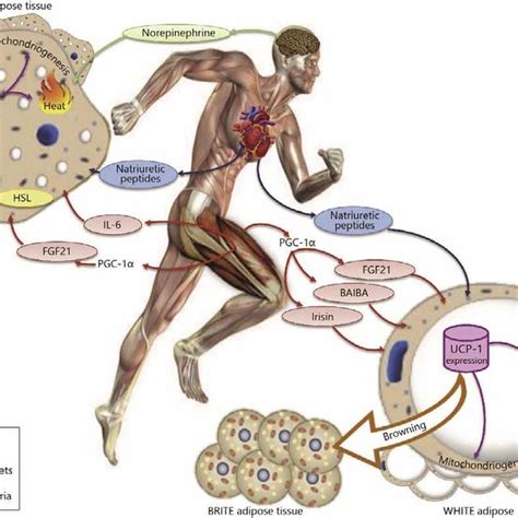 Key metabolic signaling pathways in brown adipocyte during cold and ...