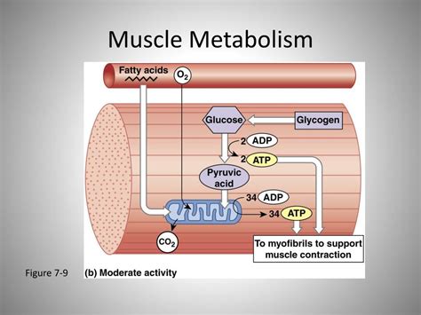 Ppt The Organization Of A Skeletal Muscle Powerpoint Presentation