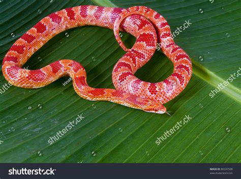 Corn Snake Amelanist Albino Elaphe Guttata Foto Stock 80247598