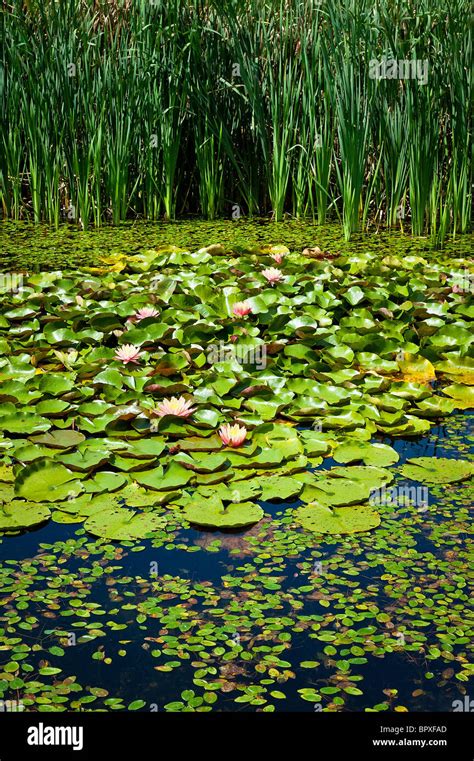 Types Of Hydrophytes Plants