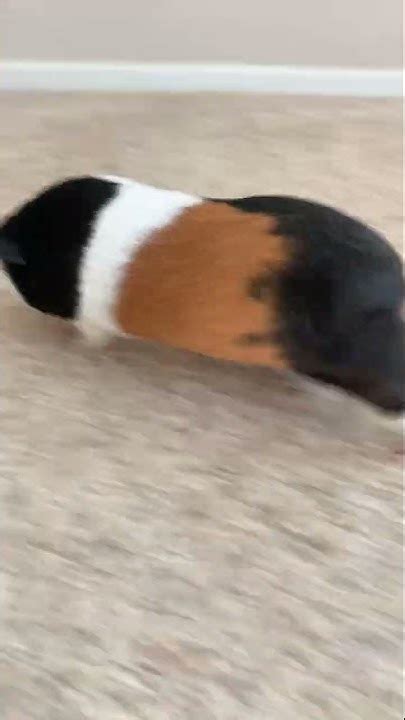 Guinea Pigs Having Fun🐷 Guineapig Shorts Fypシ Trending Cute Viral