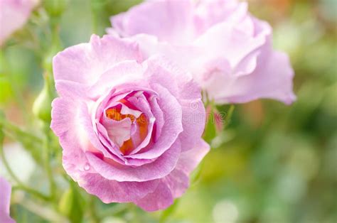 Purple Roses Flower In A Garden Stock Photo Image Of Garden Beauty