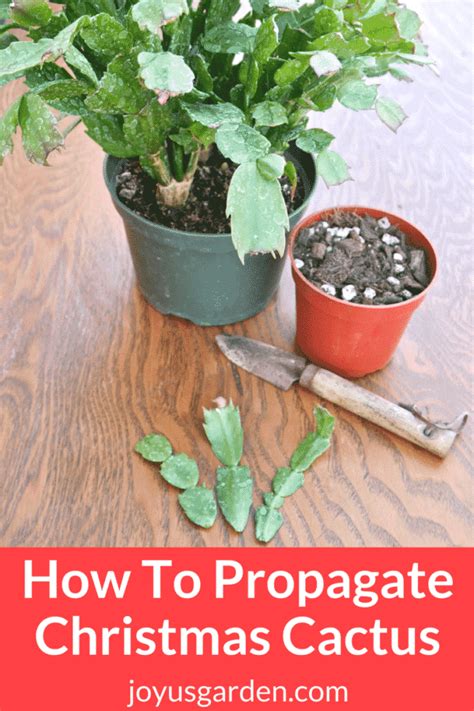 How To Propagate Christmas Cactus By Stem Cuttings Christmas Cactus