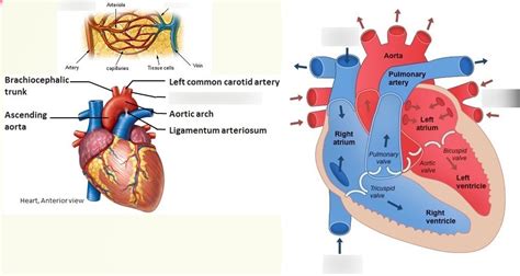 Diagram Of Blood Vessels