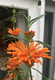 Leonotis leonurus - Nursery Management