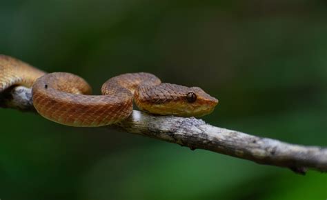 Secret Serpent: The Life and Times of the Malabar Pit Viper | RoundGlass | Sustain